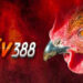 Đánh giá nhà cái SV388