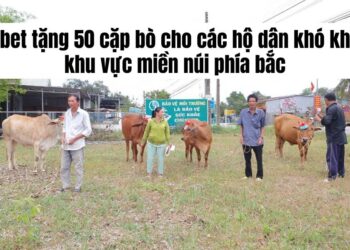 D9bet tặng 50 cặp bò cho các hộ dân khó khăn khu vực miền núi phía bắc